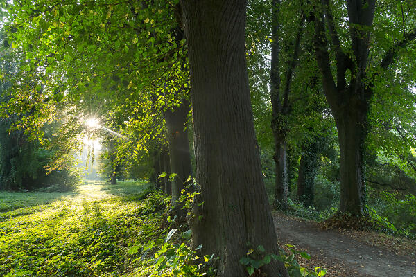 Ostdeutscher Rosengarten Forst (Lausitz) - Termine & Events