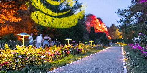 Nacht der tausend Lichter im Rosenpark während der Rosengartenfesttage 2024