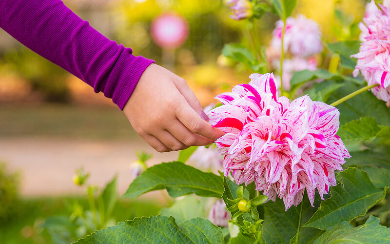 rosa-lila farbende Dahlien wird leicht durch die Hand eines Mädchen 