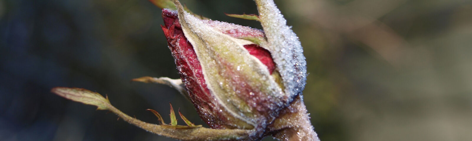 Eine Rosenknospe ist mit einer leichten Eisdecke bedeckt 