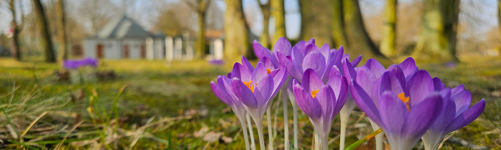 Krokusse im Ostdeutschen Rosengarten Forst (Lausitz)