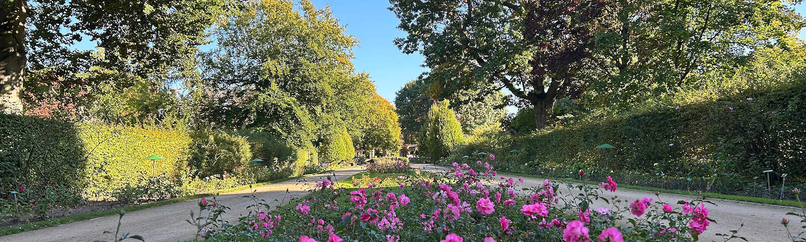 Zwei Sandwegen im Rosengarten, zwischen denen einen Rosenbeet mit pinken Rosen entlangführt. Links und rechts stehen grüne Hecken und Bäume. Im Hintergrund sieht man an einem Baum erste gefärbte Blätter.